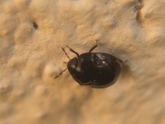 Cydnoides
