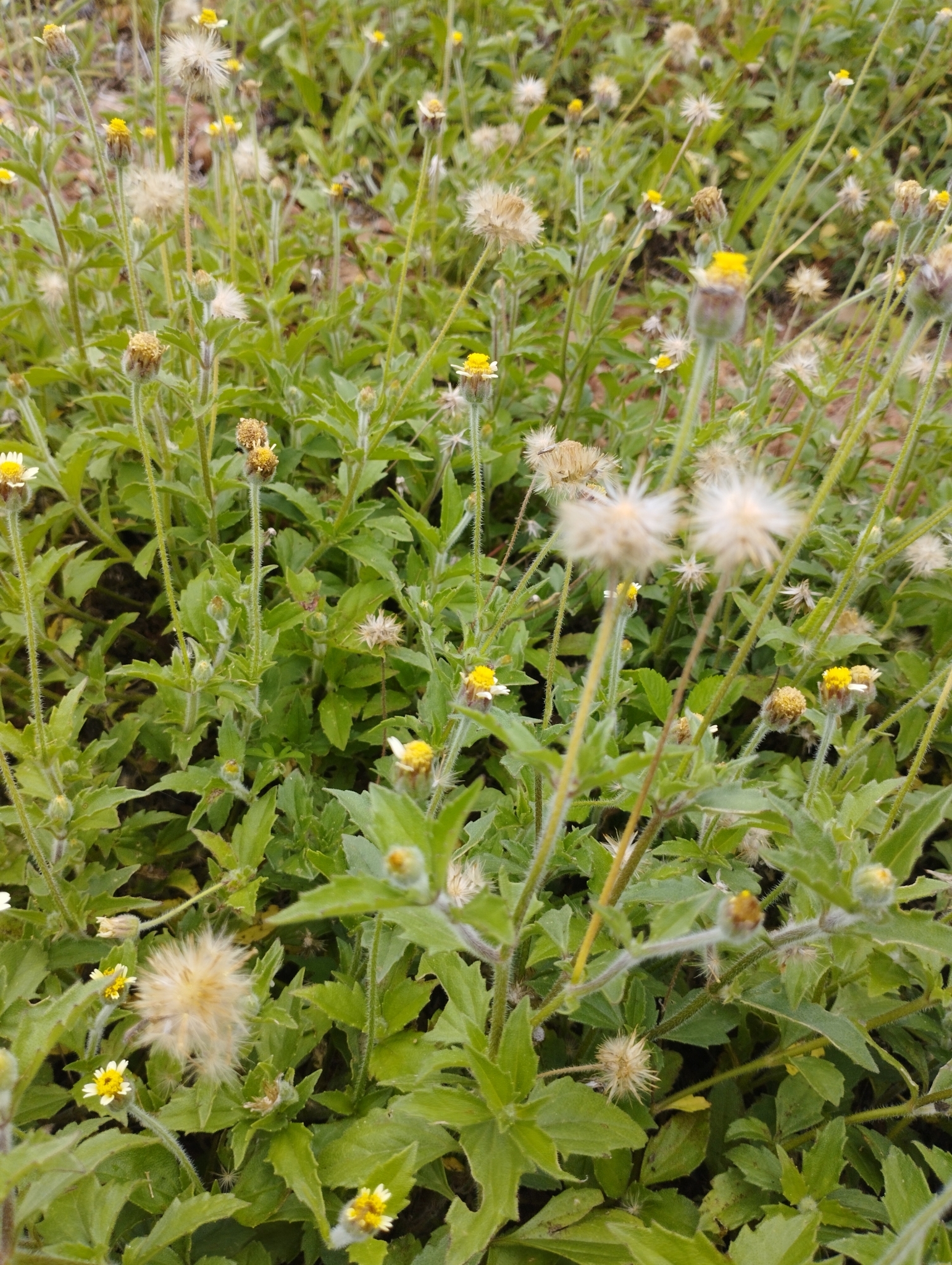 Tridax procumbens