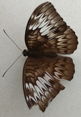 Tanaecia palguna