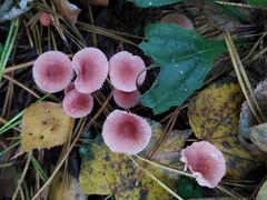Mycena rosella