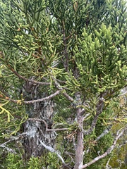 Athrotaxis cupressoides