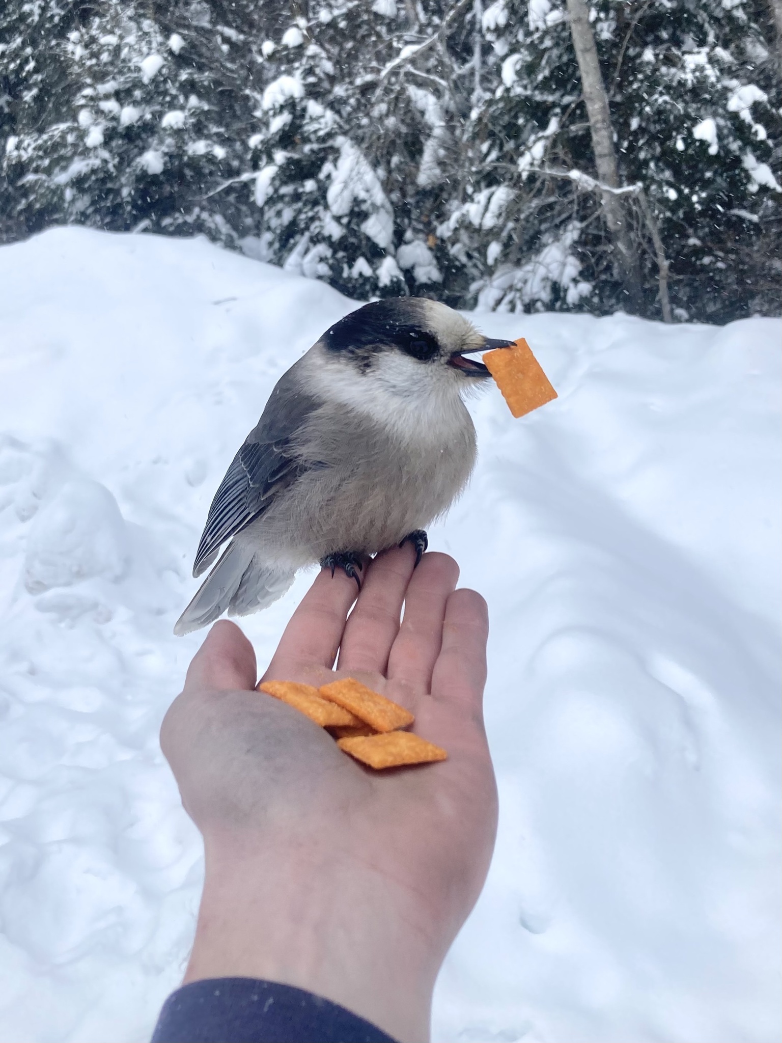Canada Jay (Perisoreus canadensis)