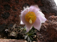 Pulsatilla vernalis