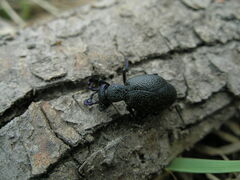 Meloe proscarabaeus