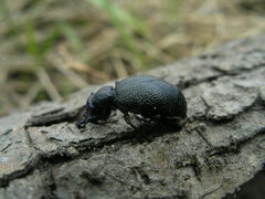 Meloe proscarabaeus