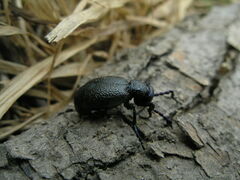 Meloe proscarabaeus