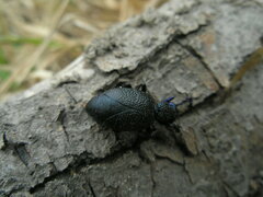 Meloe proscarabaeus