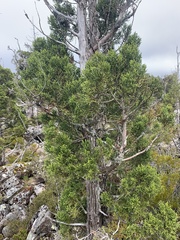 Athrotaxis cupressoides