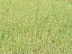 Schoenoplectus americanus