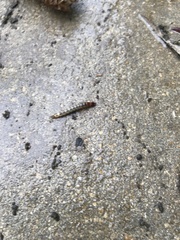 Denticollis linearis