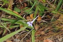 Streptocarpus rexii