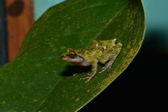 Kurixalus eiffingeri