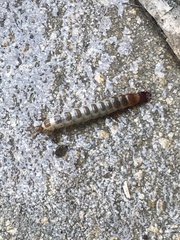 Denticollis linearis