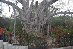 Ficus religiosa