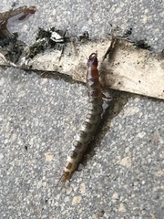 Denticollis linearis