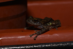 Kurixalus eiffingeri