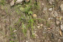 Bulbine