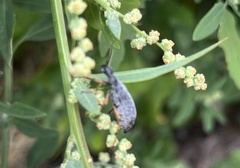 Epicauta maculata-group