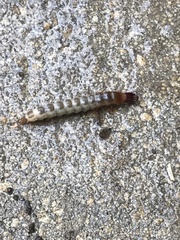 Denticollis linearis