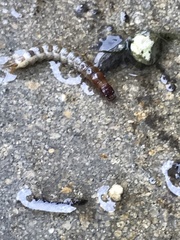 Denticollis linearis