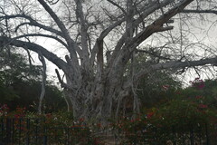 Ficus religiosa