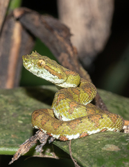 Bothriechis supraciliaris