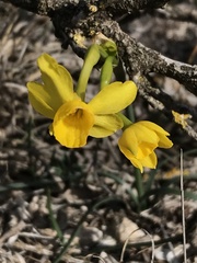 Narcissus assoanus