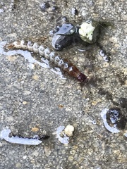 Denticollis linearis