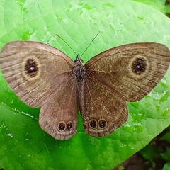 Ypthima pandocus