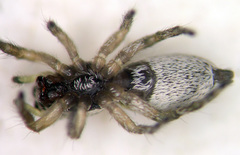Salticus palpalis