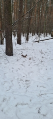 Sciurus vulgaris