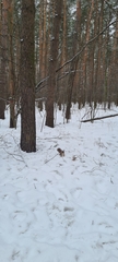 Sciurus vulgaris