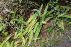 Blechnum punctulatum