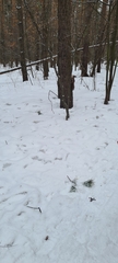 Sciurus vulgaris
