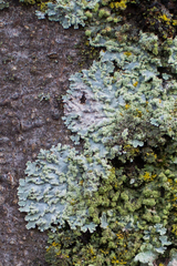 Physcia tribacioides