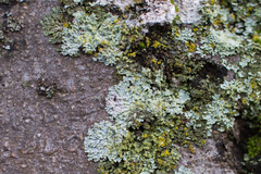 Physcia tribacioides