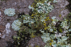 Physcia tribacioides