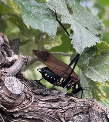 Scaphura elegans