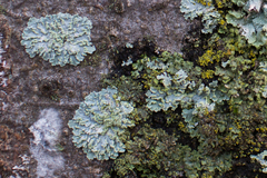 Physcia tribacioides