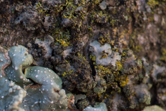 Phaeophyscia hirsuta