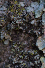 Phaeophyscia hirsuta