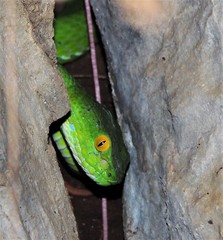 Trimeresurus macrops