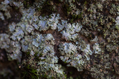 Physcia tribacioides