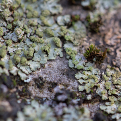 Phaeophyscia hirsuta