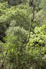 Passerina falcifolia
