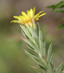 Oedera calycina