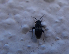 Spanagonicus albofasciatus