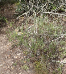 Oedera calycina