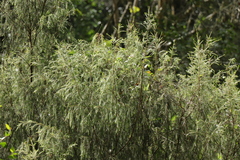 Passerina falcifolia