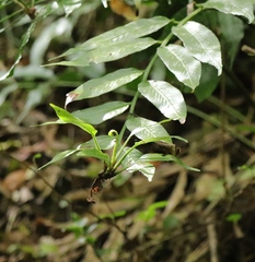 Asplenium gemmiferum